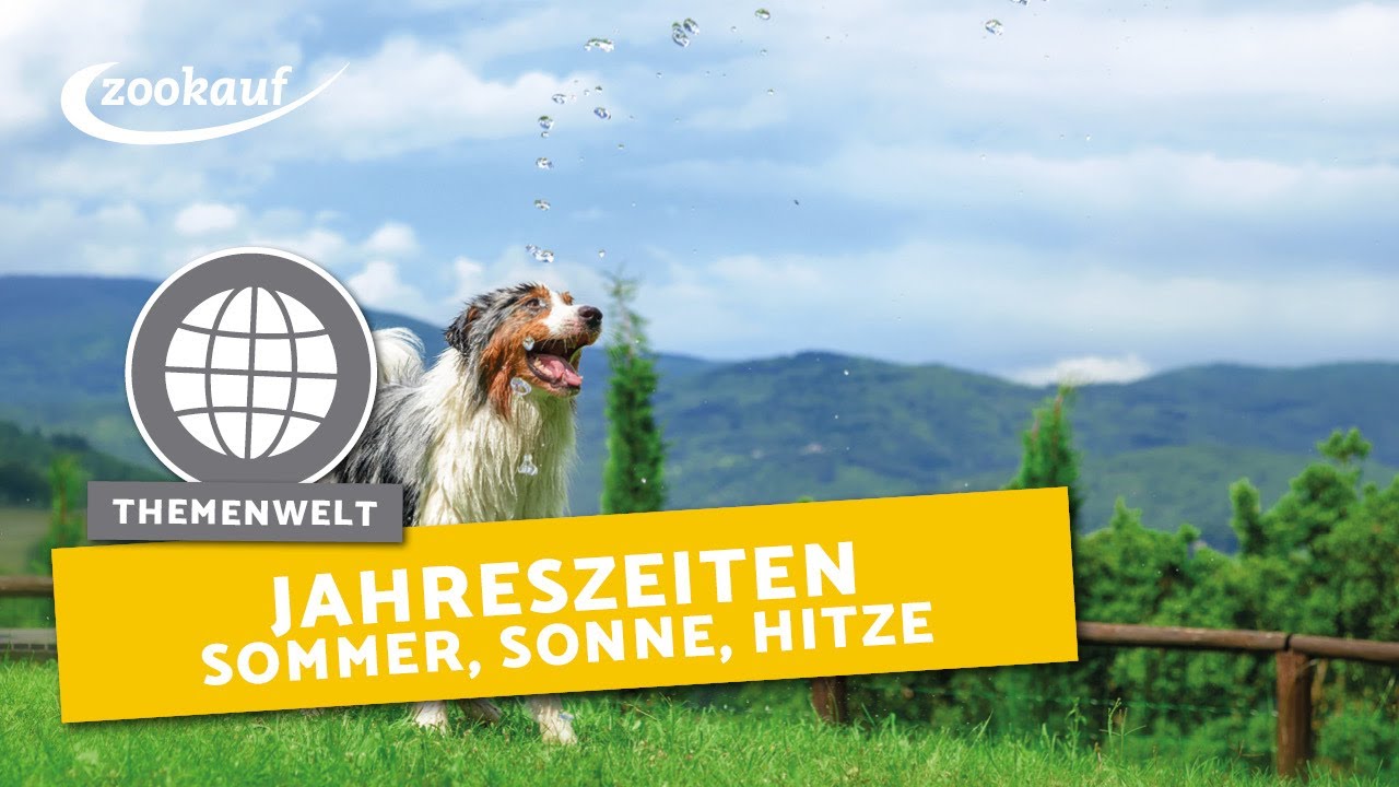 Sommer, Sonne & Hitze - Clickertraining für Katzen als Thema | Heimtier TV