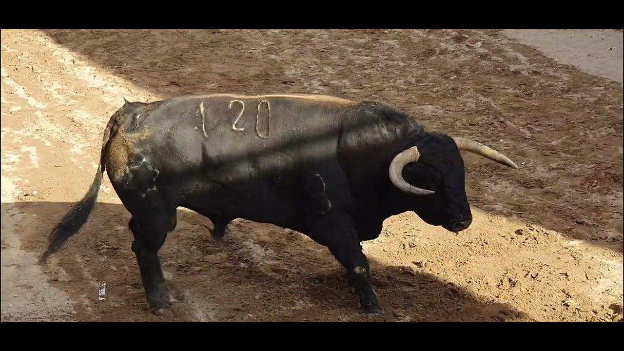 Festejos Populares Emperador 2023.Toros Cerriles Ganaderias Jandilla & El Parralejo.03.06