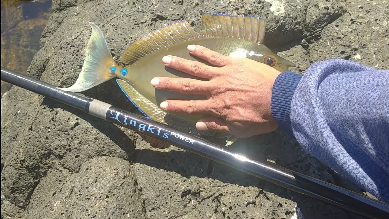Mancing baronang pakai tegek lingkis power 6.30 _ BERBURU IKAN KARANG PENGHANCUR TEGEK