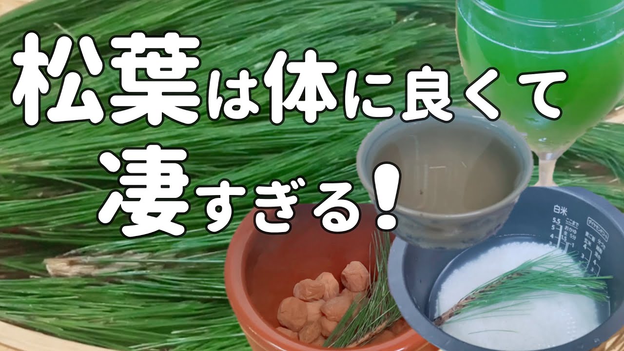 新鮮な松葉で作る🌟【松葉茶・フレッシュ松葉ジュース・松葉入り御飯】 体内の毒素を排泄するには効果大！不老長寿の妙薬🌟予防/解毒/デトックス