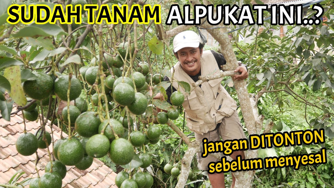 Alpukat Booth 7 Untuk Dataran Rendah Sampai Dataran Tinggi Genjah & Enak