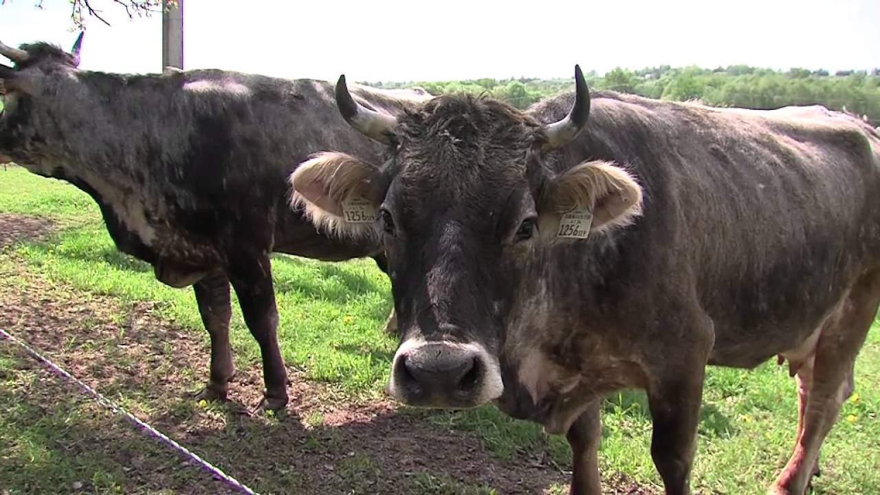 Auginantiems savo kraštą | Mėsinių galvijų auginimas