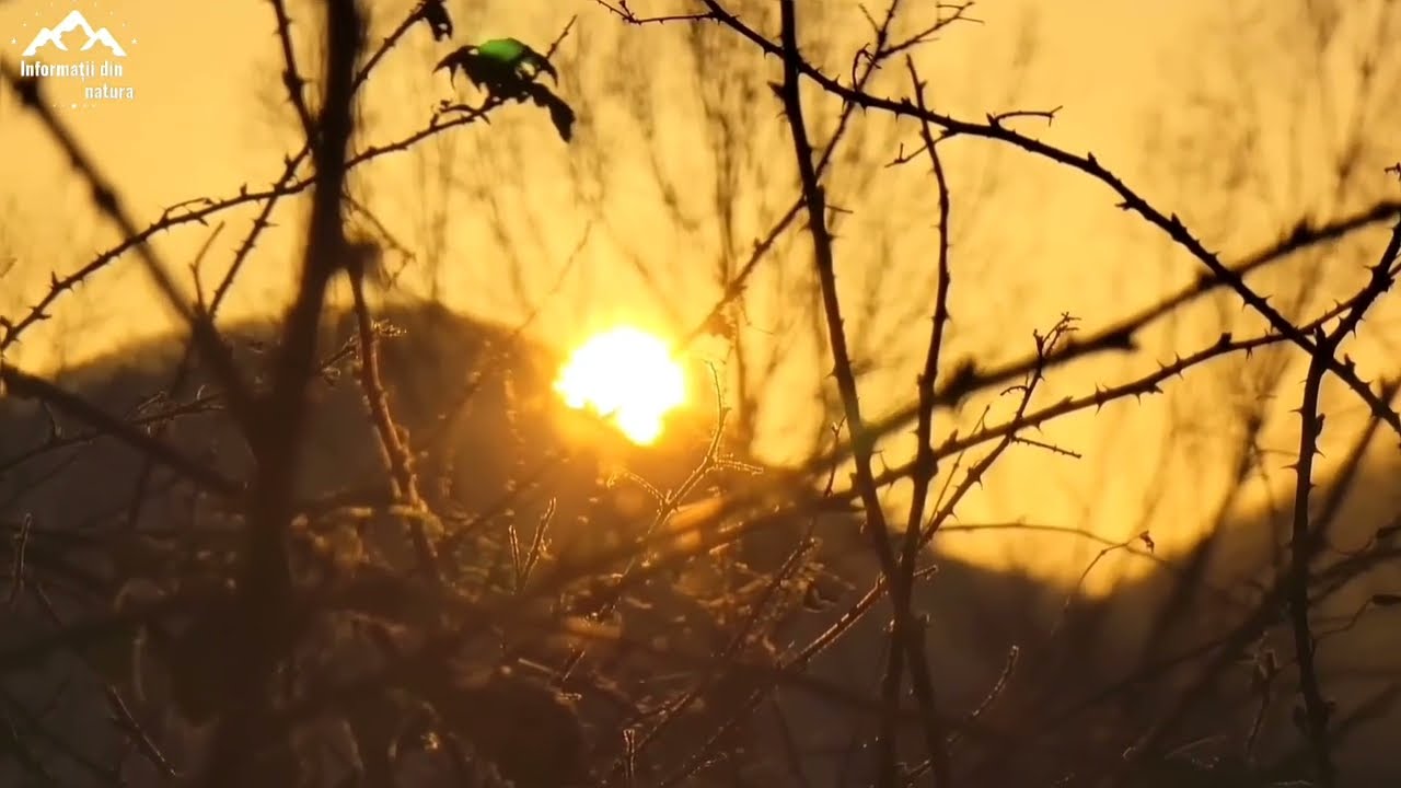 Cel mai Salbatic loc din EUROPA/Documentar Animale Sălbatice/In Cautarea Caprelor de Munte 