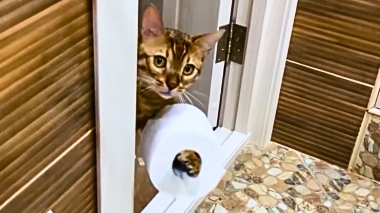 Это ваша ежедневная доза кошек — день 22