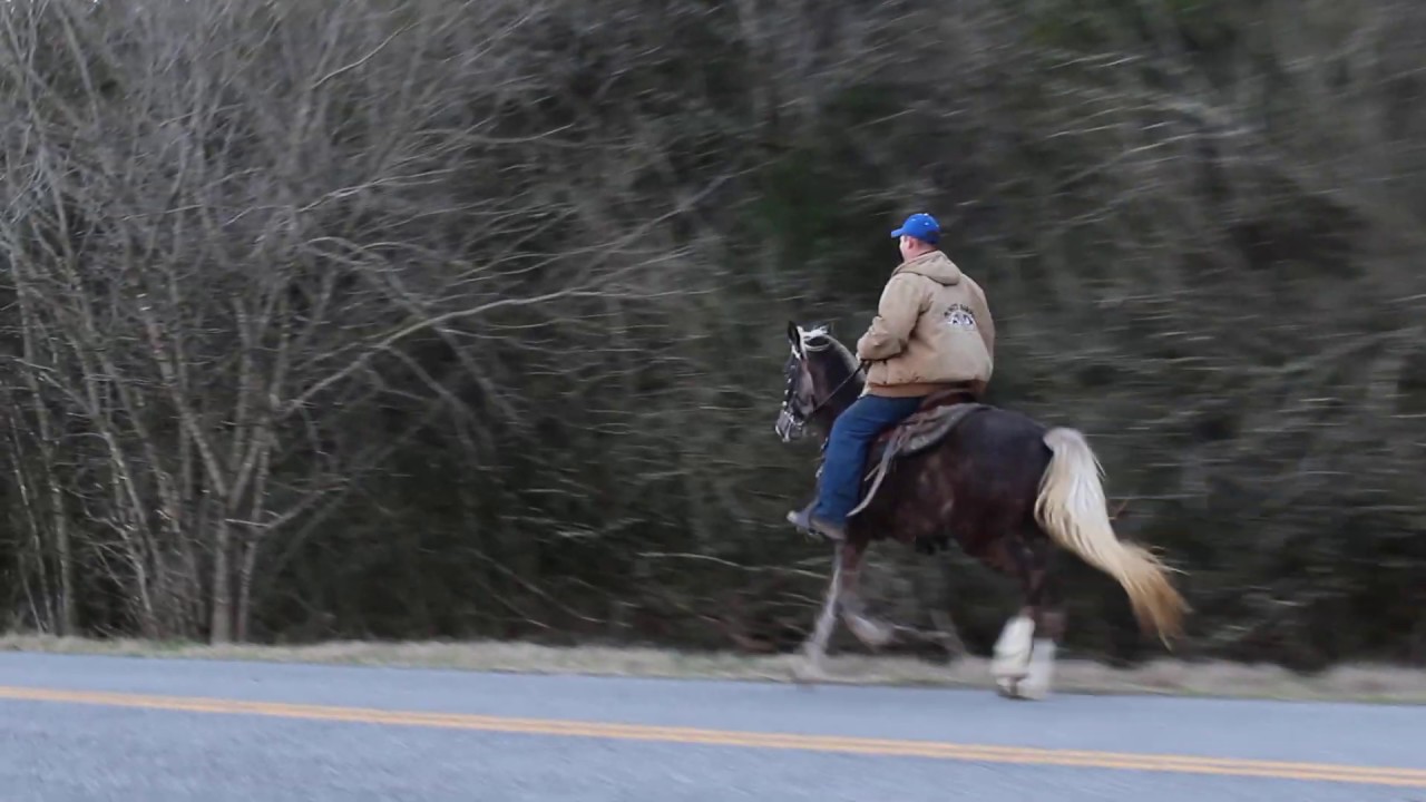 Dancer Chocolate KY MTN Horse just two year old All Natural Keg shoe