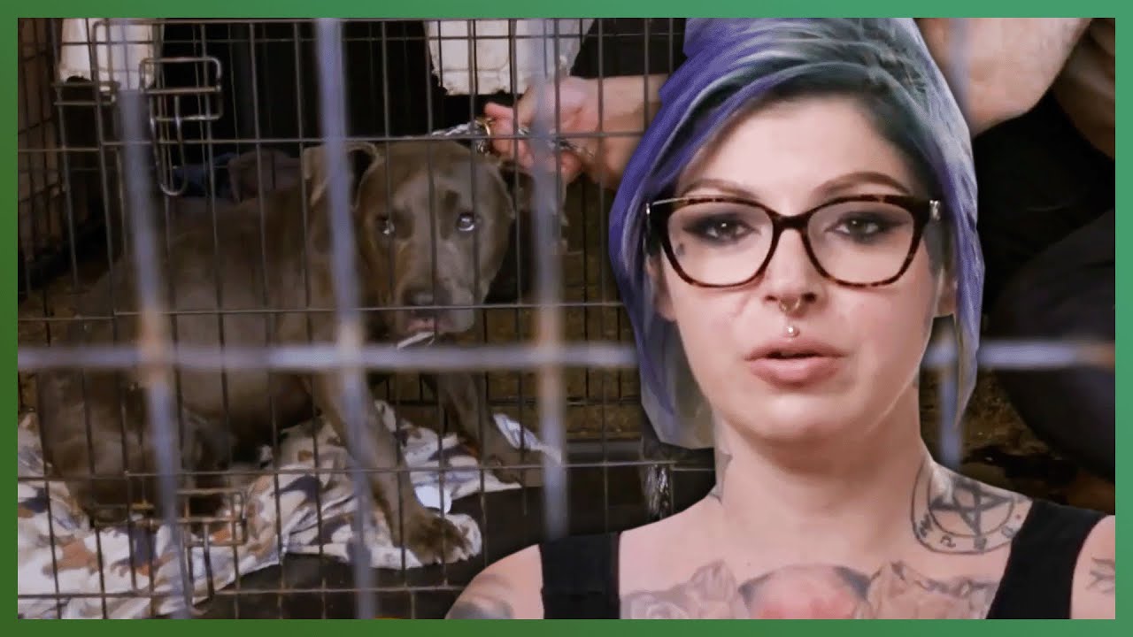 Can The Team Rescue Dog from Under a Building?? | Pit Bulls & Parolees