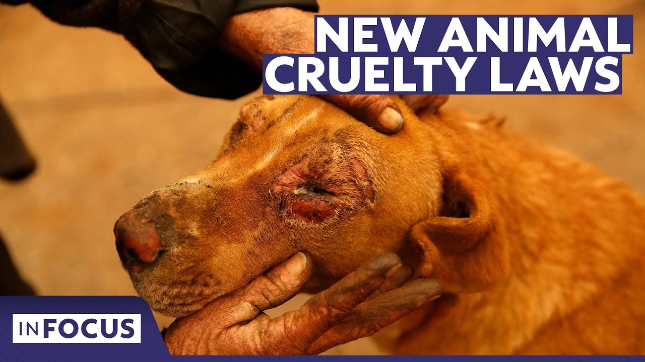 'You will go to jail': New animal cruelty laws enforced