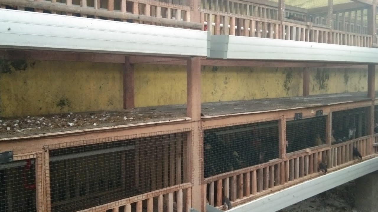 Kandang Pembesaran Ayam Kapasitas 200 Ekor