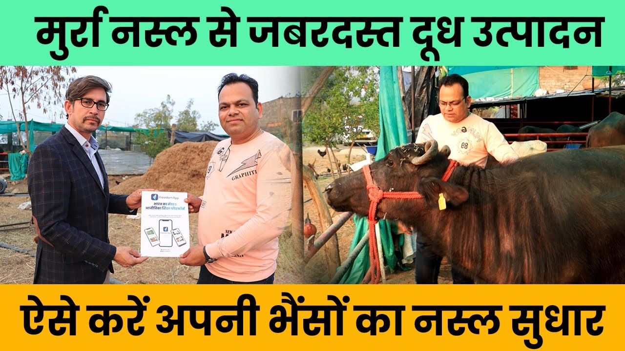 नस्ल सुधार से गाय-भैंस का दूध उत्पादन कैसे बढ़ाएं । Murrah Buffalo Farming