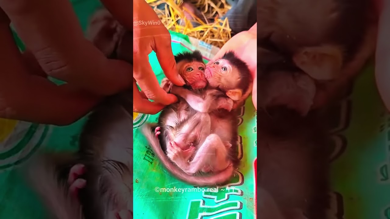 Rescued Baby Monkeys😍