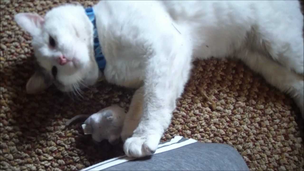 BIFFLES' STORY from Stray to House Cat ADOPTED!!