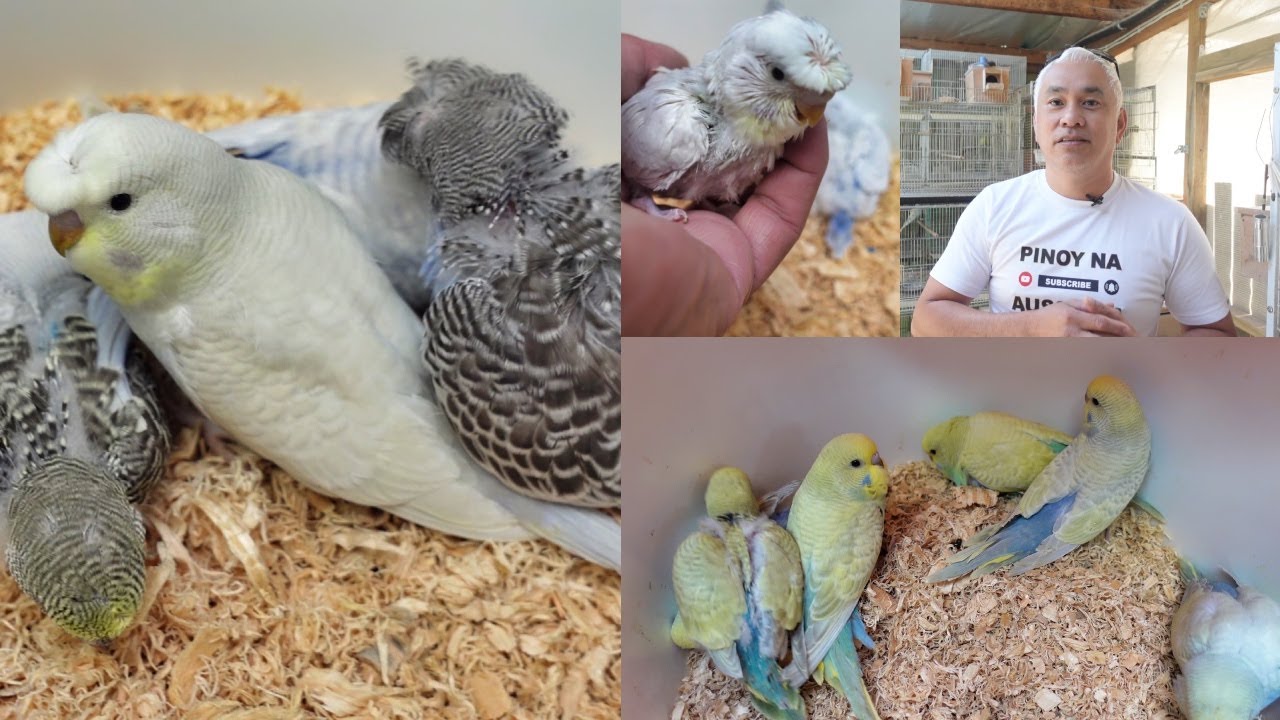 PRETTY YOUNG MUTATION BUDGIES!!!!