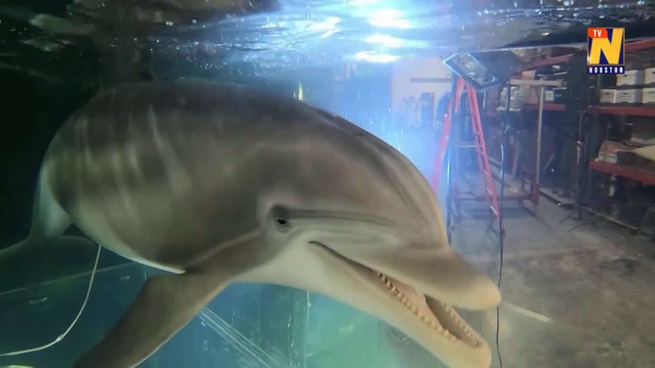 This robot dolphin could replace captive animals at theme parks