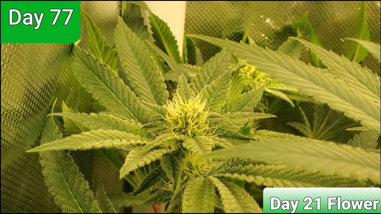 2x2 Grow Tent Making a Monster Sized yield with the TS1000 Day 77/Day 21 flower ,New Personal Record