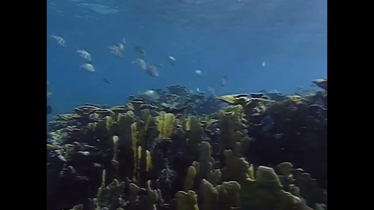 k a t r a h w a v e: プラスチックコートハンガーアンテナ MIX 3 (underwater adventure)