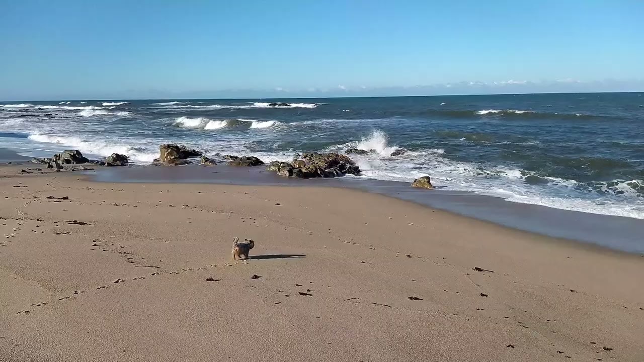 Xiaomi Redmi Note 8 with Google Camera GCam 4K Video Test
