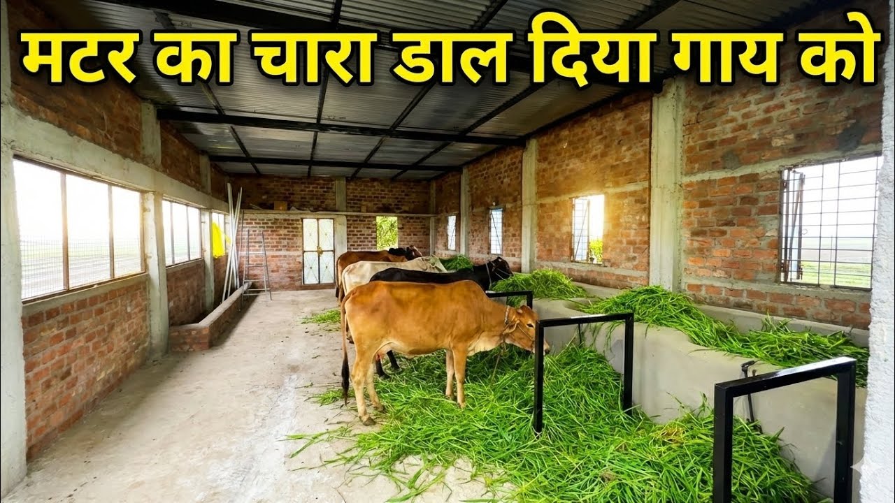 आज मटर का चारा डाल दिया गय को 🐄#dairyfarm