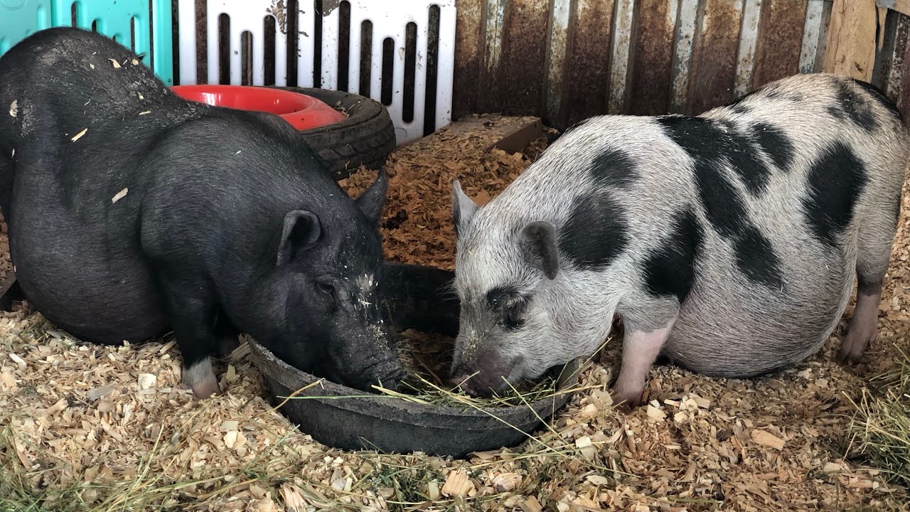 New Farrowing pen 🐷🐷