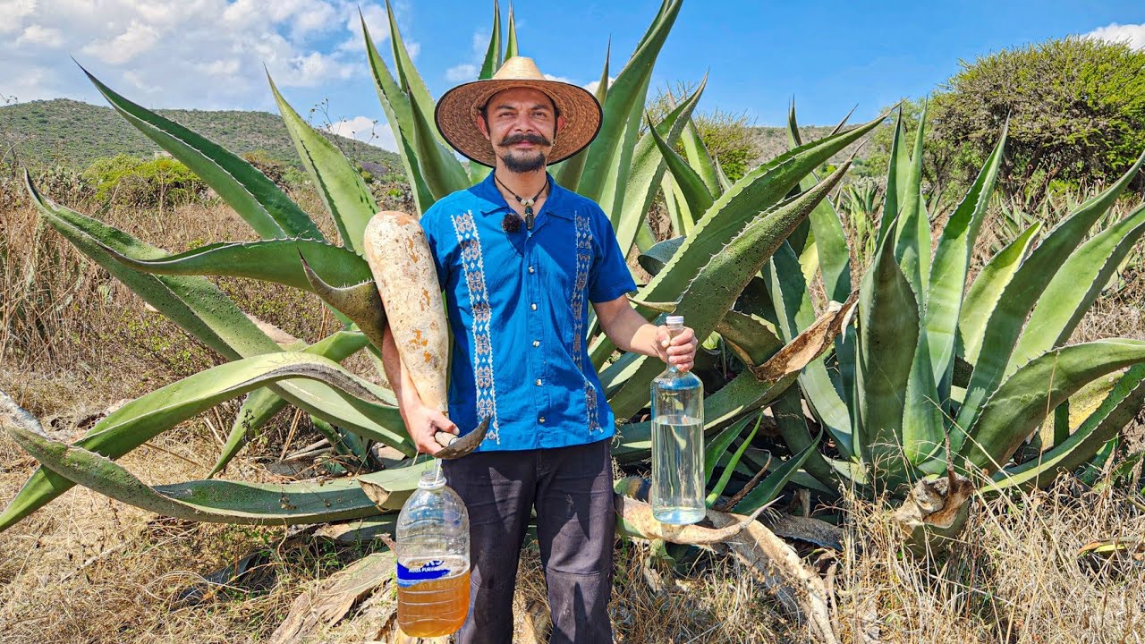 Así se hace el destilado de Maguey  - esta es la Receta Secreta para no desperdiciar pulque