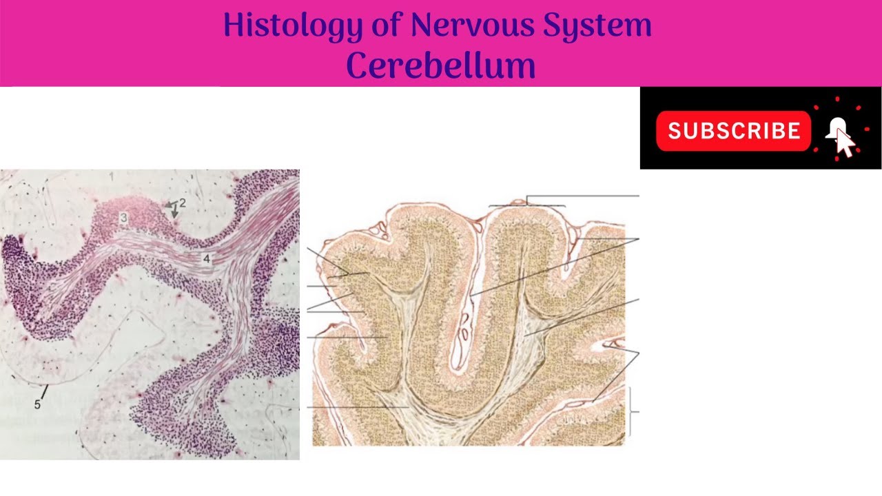 Histology of Cerebellum | Molecular Layer | Purkinje Layer | Granular Layer