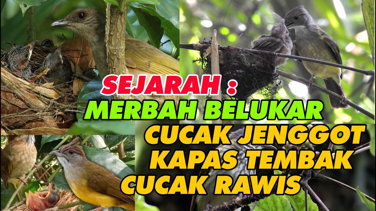 ASAL USUL BURUNG MERBAH BELUKAR, CUCAK JENGGOT, KAPAS TEMBAK & CUCAK RAWIS -  KICAUMANIA WAJIB TAU !