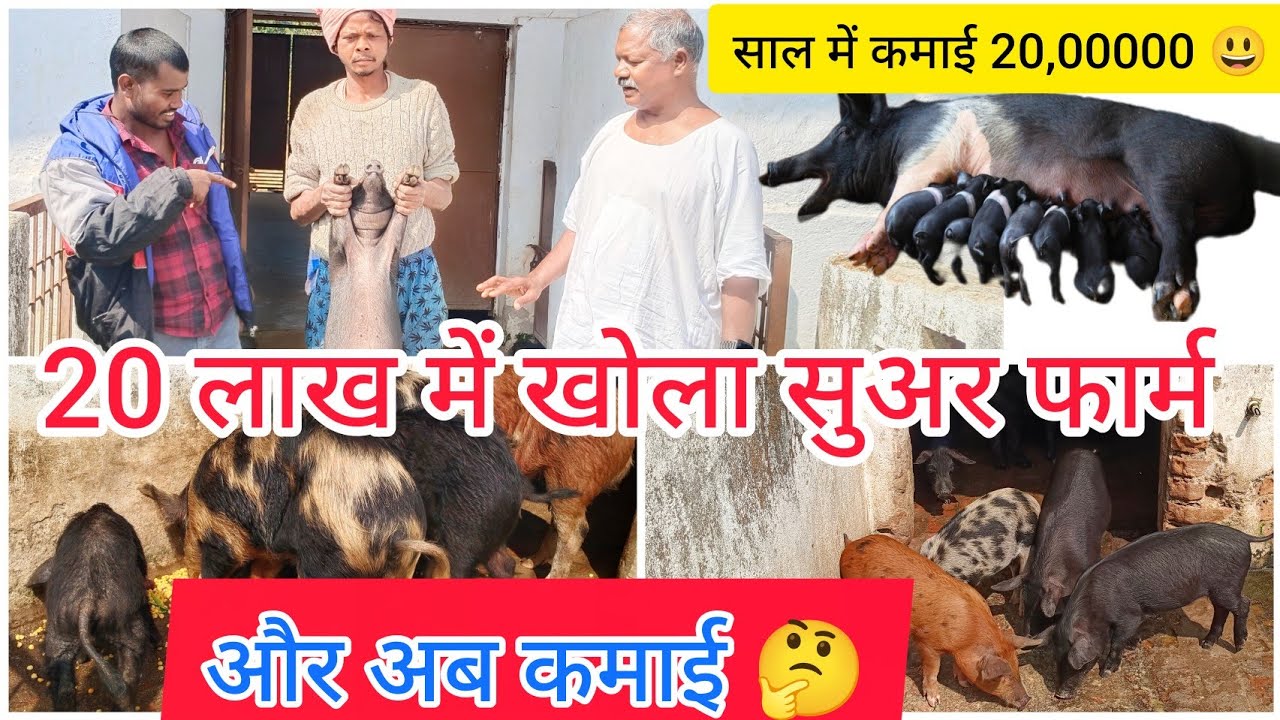 20 लाख में खोला सुअर फार्म ।। Pig farming for beginners in india @gyantriblog1530 