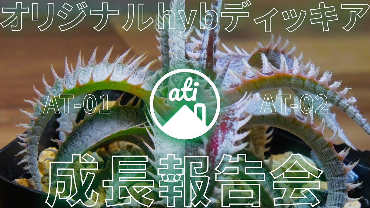 【実生】オリジナルhybディッキアが面白くなってきました【ディッキア】