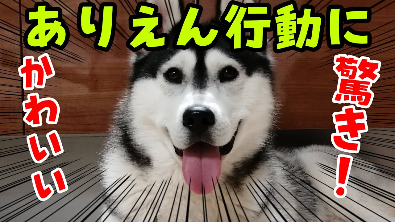 ありえん行動にびっくり！ハスキー犬とトイプードル