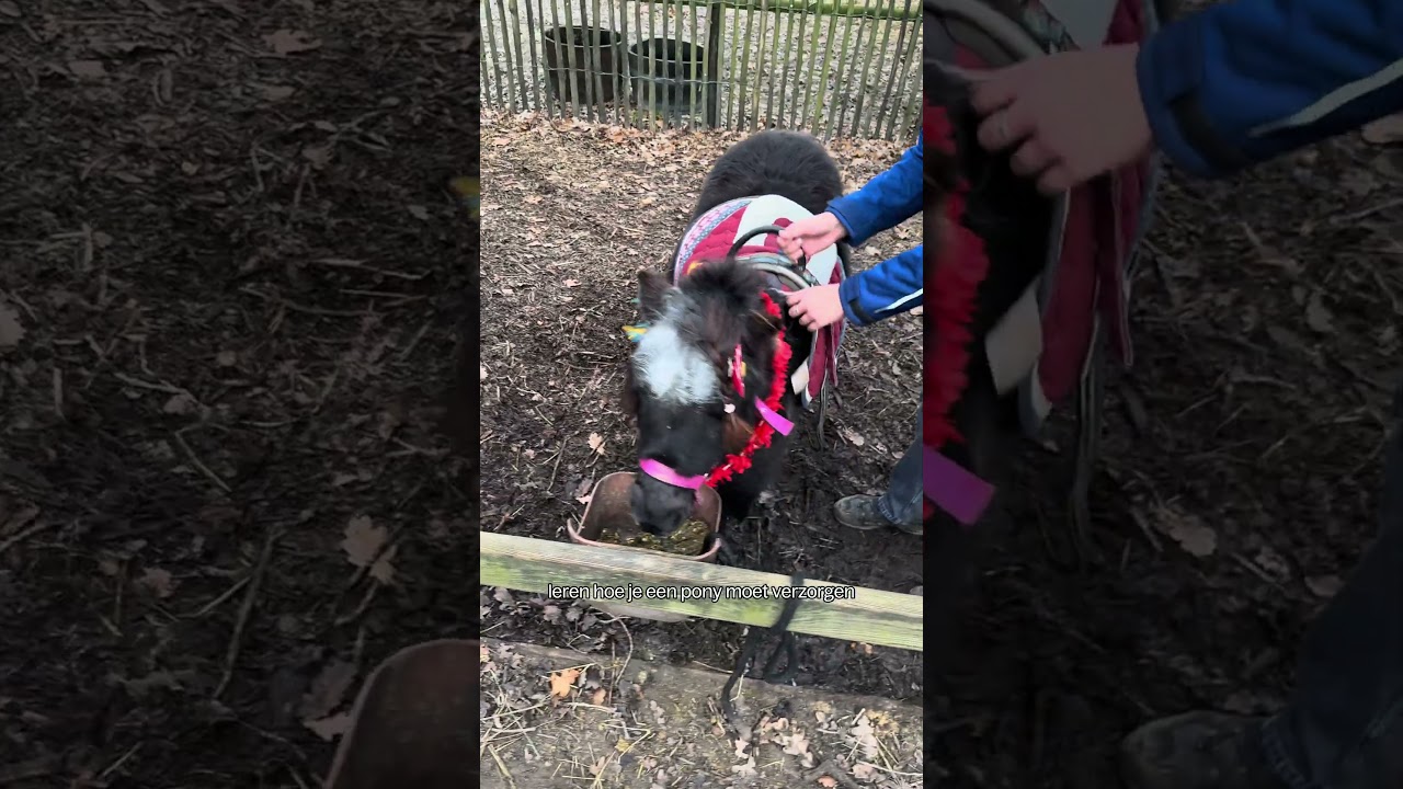 Unieke Pony-ervaring bij Center Parcs Erperheide! 🐴 