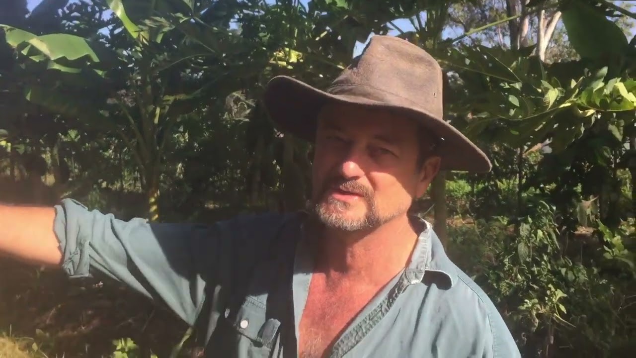 Syntropic Agroforestry In Australia: Video 24