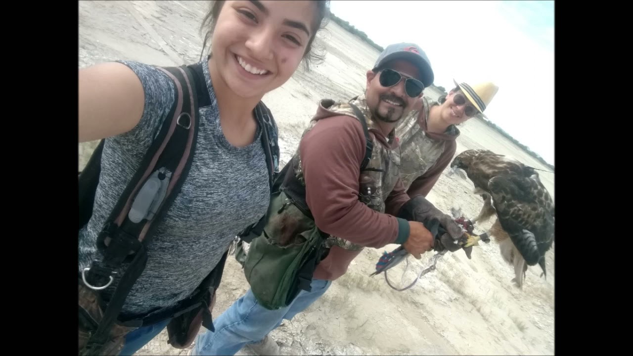 águila cola  roja.  ( rehabilitación )cetrería. entrenamiento, en jalisco. Carlos Vargas.