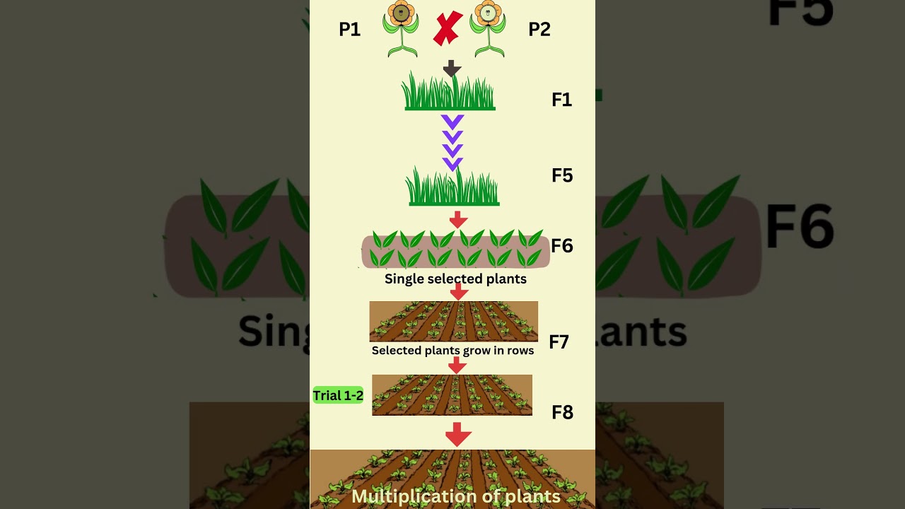 Bulk selection method in plant breeding #feedshorts #agriculture #plantbreeding #notes