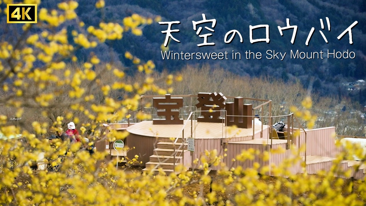 【天空のロウバイ 2026】 天空に咲く ロウバイと梅の競演！　宝登山　シネマティック / Wintersweet in the Sky Mount Hodo　cinematic 4K