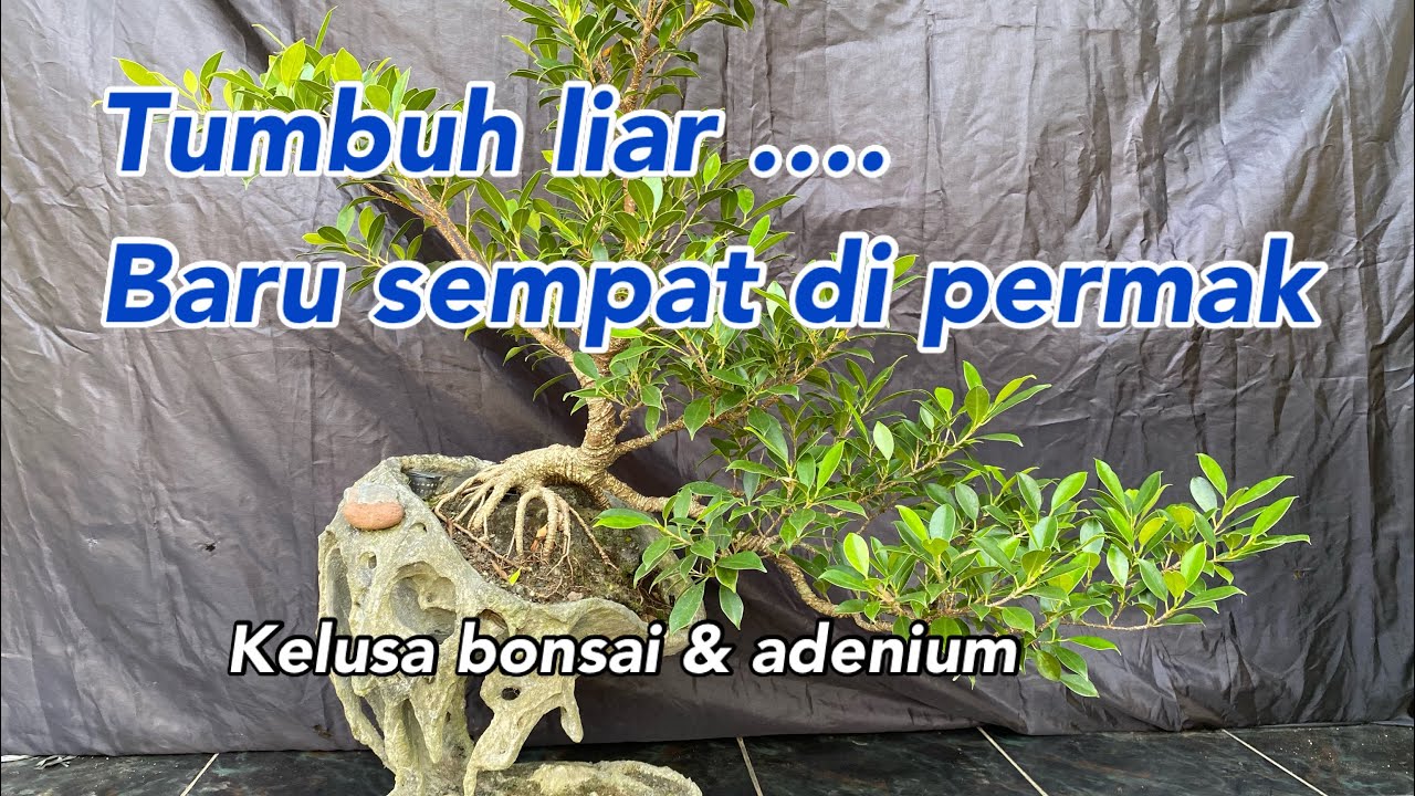 Membentuk bonsai kimeng dari cabang liar