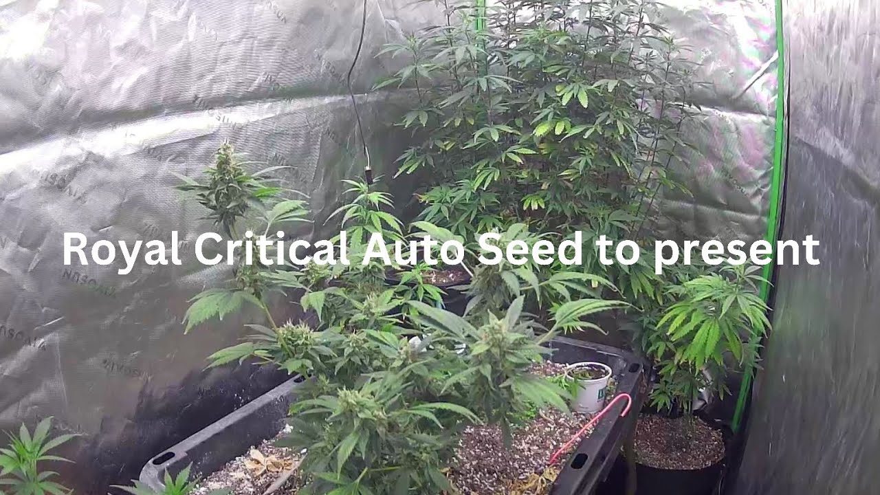 Royal Critical Auto Seed to present in diy earthbox