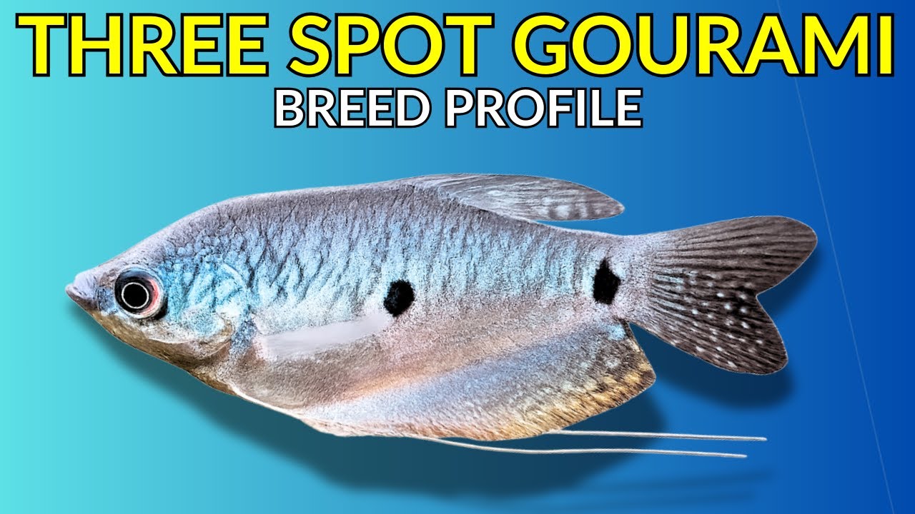 Three Spot Gourami Care Guide | Tank Setup  Feeding  Behaviour & Lifespan