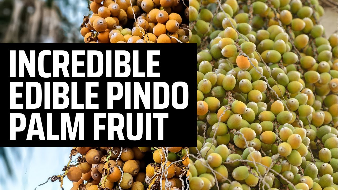 Incredible Pindo Palm Fruit Health Benefits