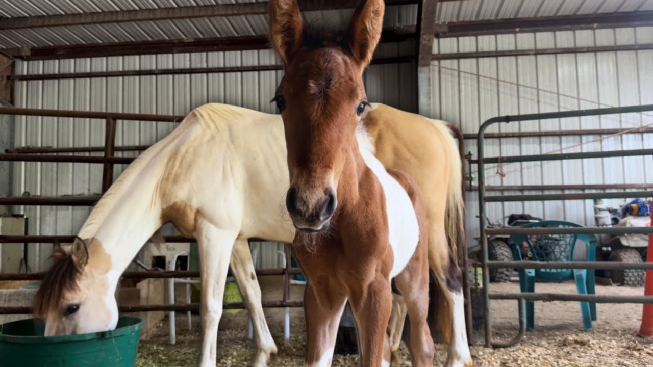 This Baby Horse Was NOT Planned… A Total Surprise | Day 18