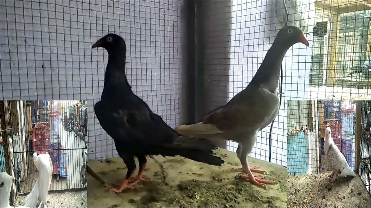 Danish Kabootar-Sentinet Kabootar-Beautiful Laka Kabootar For Sale In Birds Market Pakistan