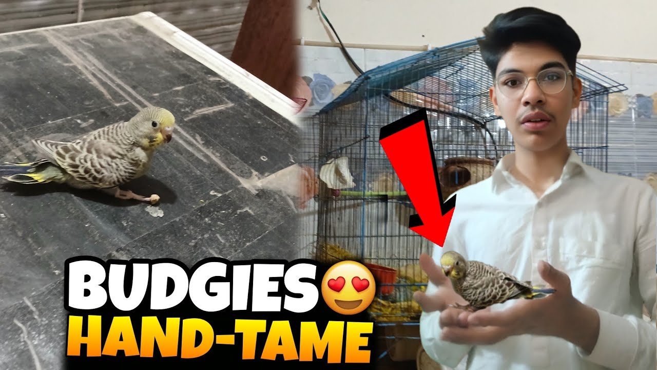 Ab karain Gy Budgies Baby Ko Hand Tame 😍