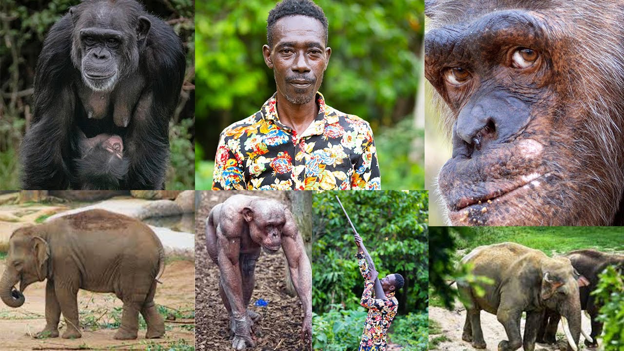 Chimpanzee once Sl@ped me in the forest & Elephant once also chased me but i kílled it,Hunter story