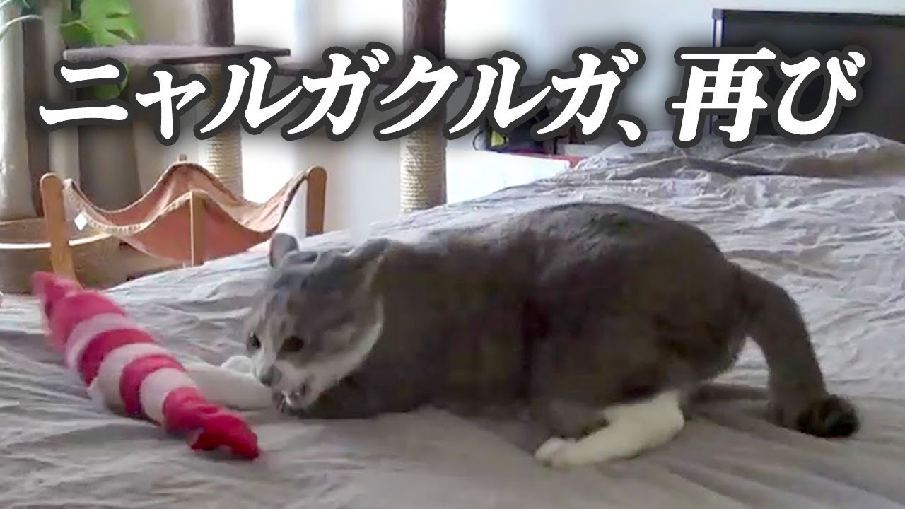 ニャルガクルガ、再び - Nyargacuga Returns -