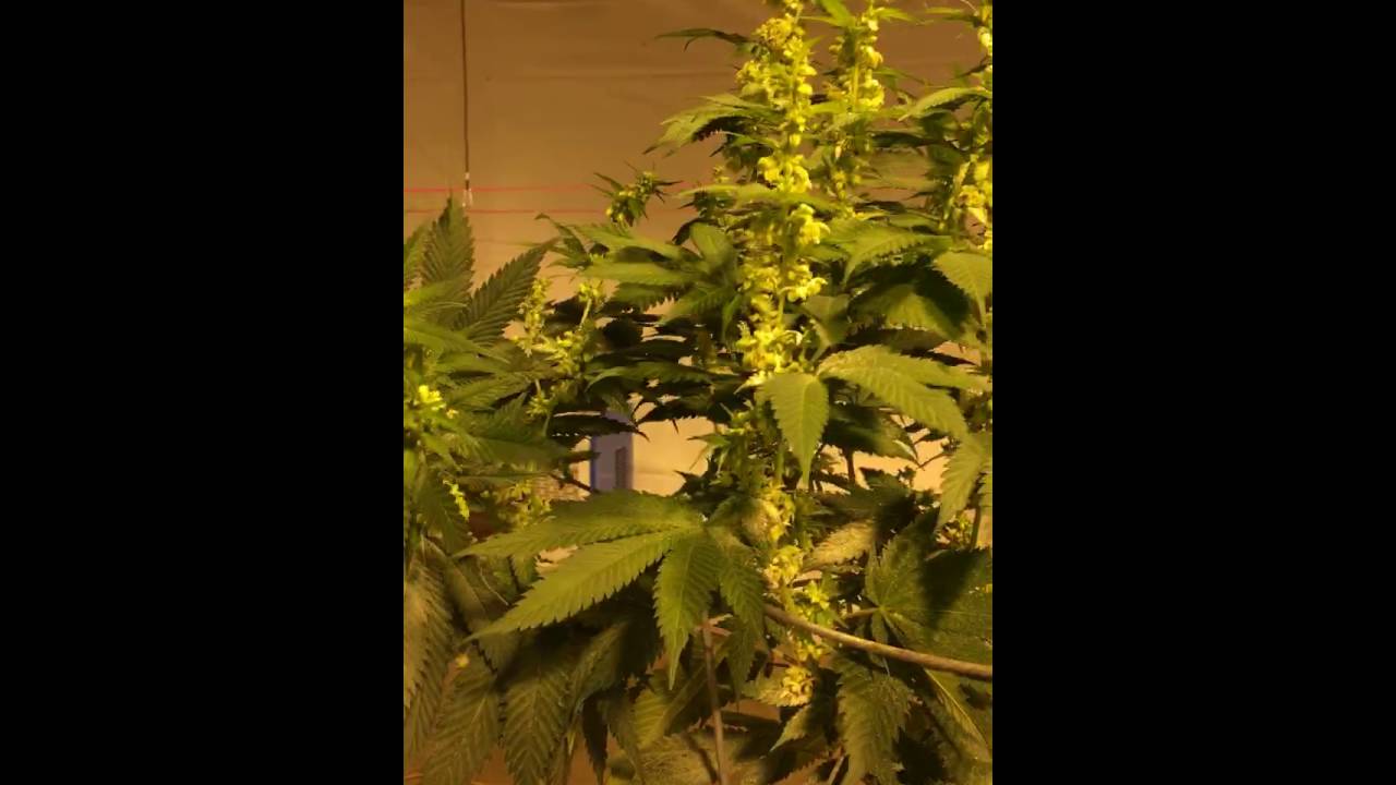 Cannabis Pollen Collection
