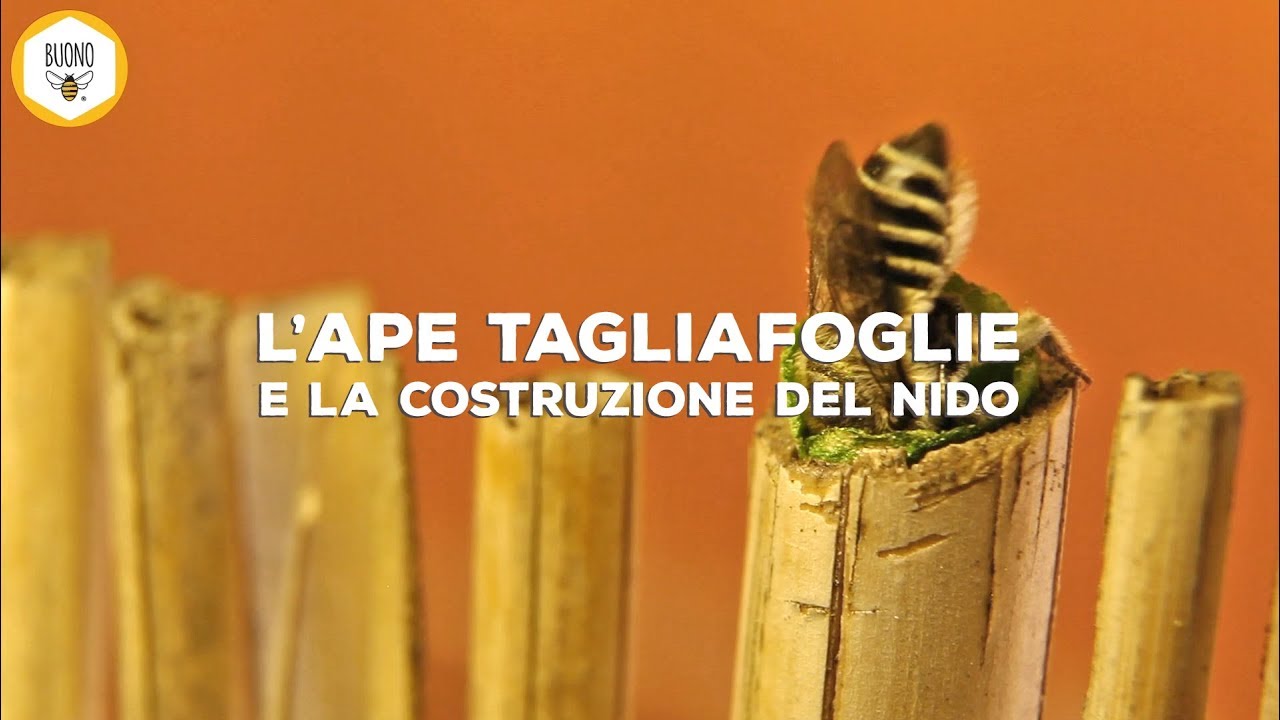 L'ape tagliafoglie e la costruzione del nido - #OnePeopleOnePlanet