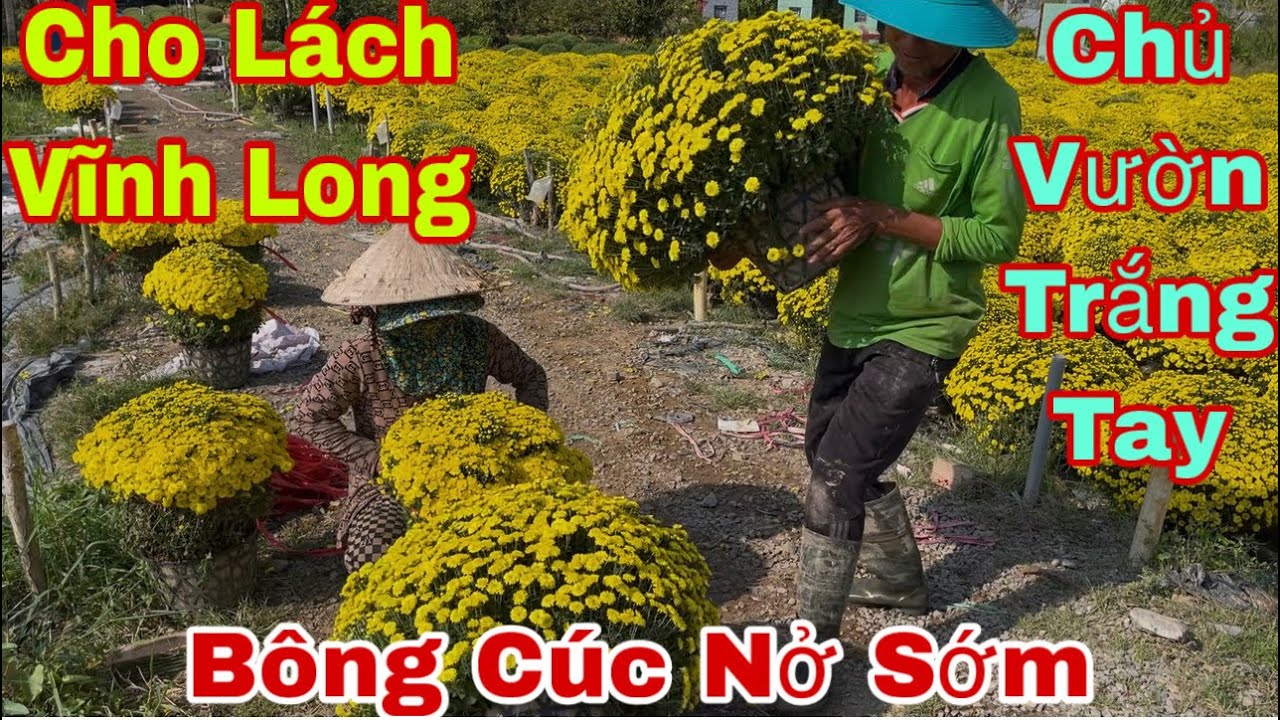 Sau Vườn Hoa Là Nước Mắt: Nhà Vườn Chợ Lách Mất Trắng Mùa Cúc Mâm Xôi”