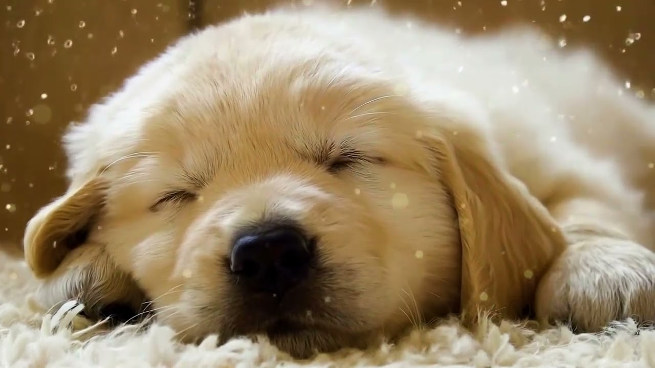 3 Hours Soothing Dog Music 🐶 Relaxing Calm Sounds for Dogs Left Home Alone All Day Sleep