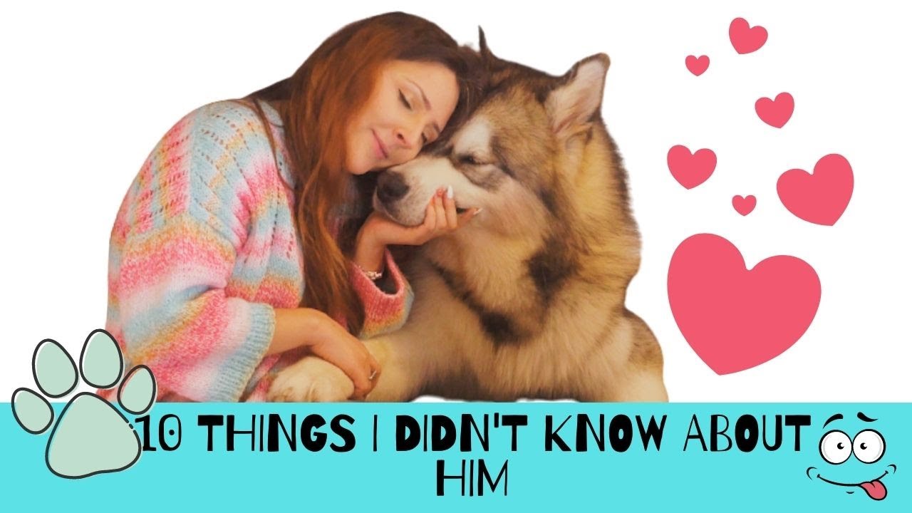 Lucruri pe care nu le-am stiut inainte sa am Malamut | THINGS I DIDN'T KNOW BEFORE HAVING A MALAMUTE