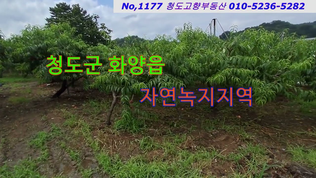 (1177)청도군 화양읍 자연녹지지역
