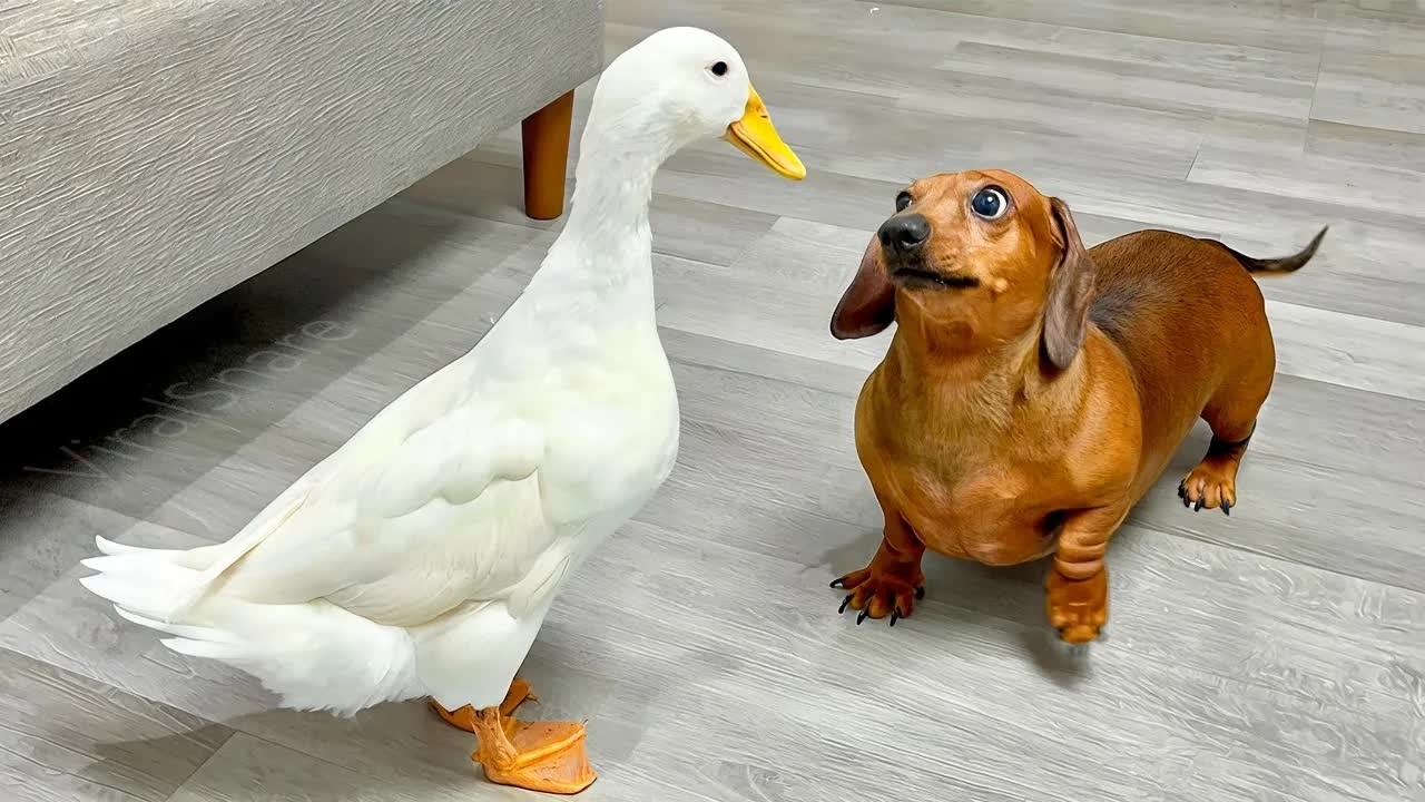 Funniest Cats and Dogs Clip 2026😺🐶You Laugh You Lose🍓