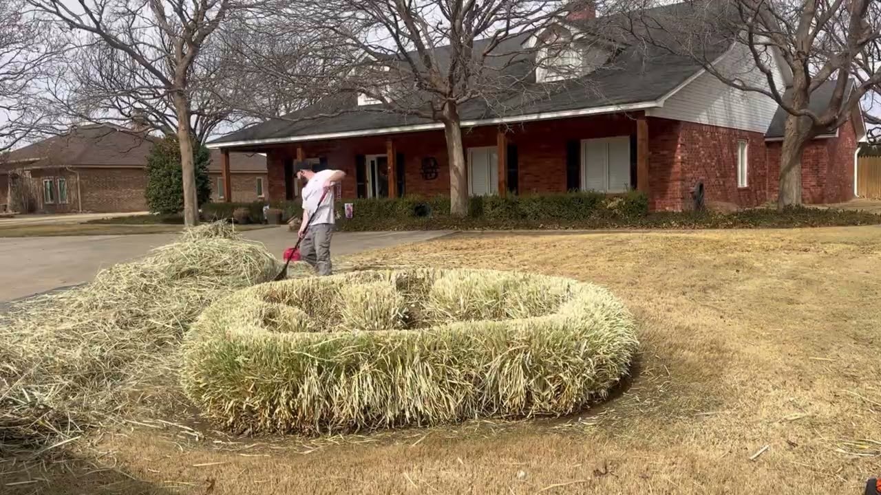 Pampas Grass Cutback